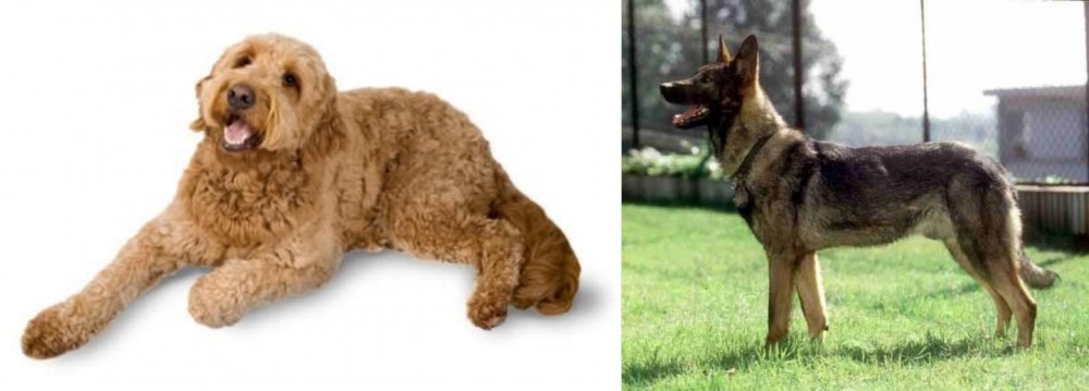 Kunming Dog vs Golden Doodle - Breed Comparison