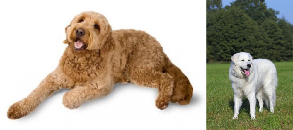 Kuvasz vs Golden Doodle - Breed Comparison