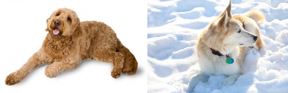 Labrador Husky vs Golden Doodle - Breed Comparison