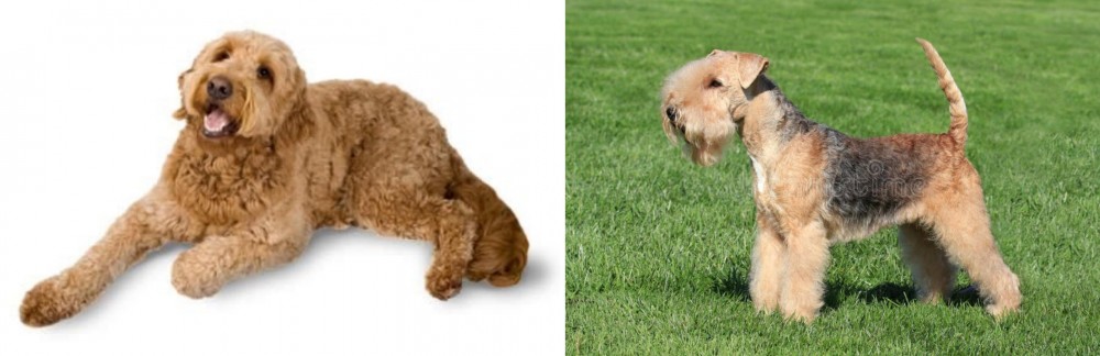 Lakeland Terrier vs Golden Doodle - Breed Comparison