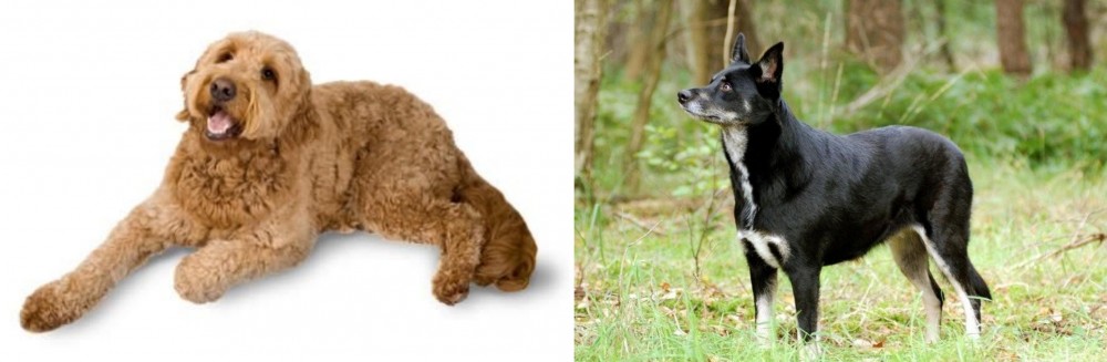 Lapponian Herder vs Golden Doodle - Breed Comparison