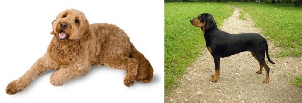 Latvian Hound vs Golden Doodle - Breed Comparison