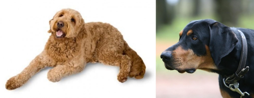 Lithuanian Hound vs Golden Doodle - Breed Comparison