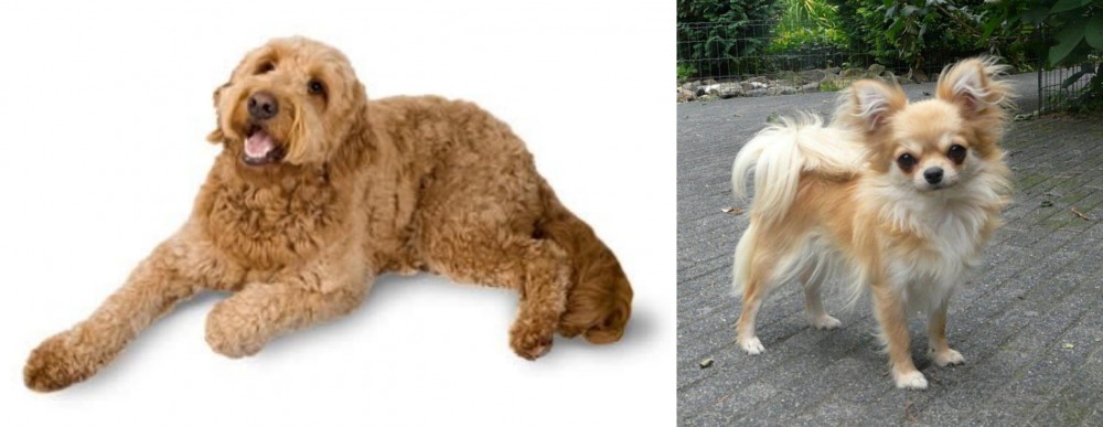 Long Haired Chihuahua vs Golden Doodle - Breed Comparison
