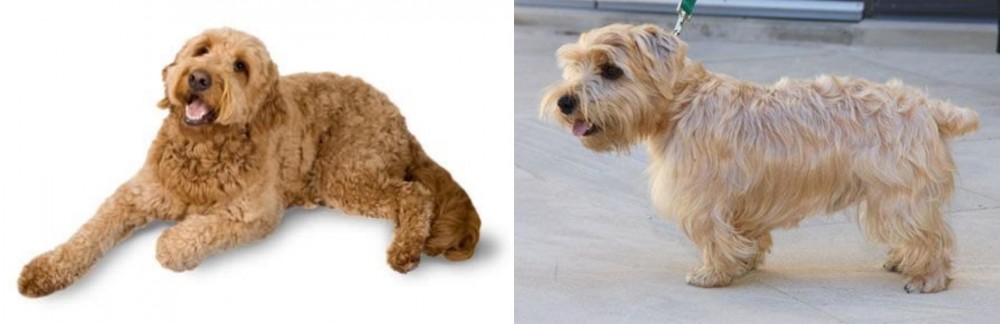 Lucas Terrier vs Golden Doodle - Breed Comparison