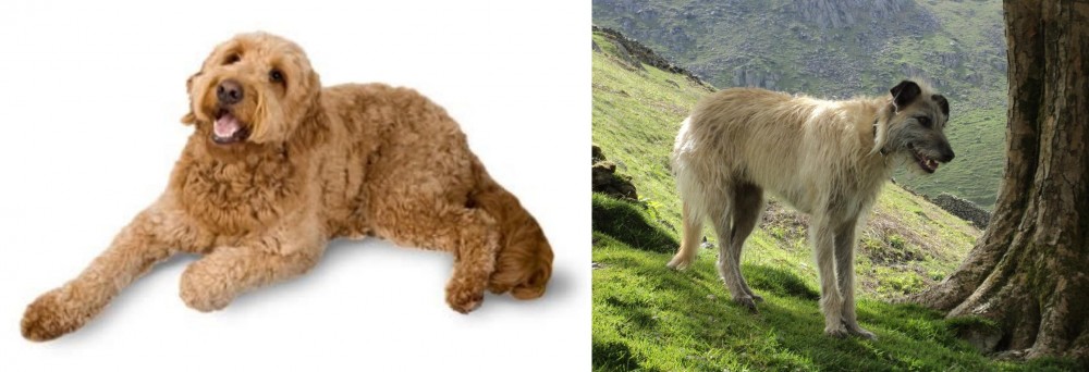 Lurcher vs Golden Doodle - Breed Comparison