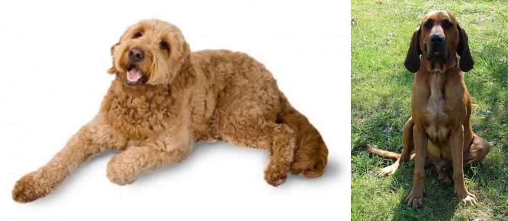 Majestic Tree Hound vs Golden Doodle - Breed Comparison