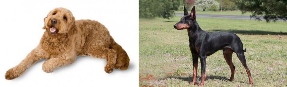 Manchester Terrier vs Golden Doodle - Breed Comparison