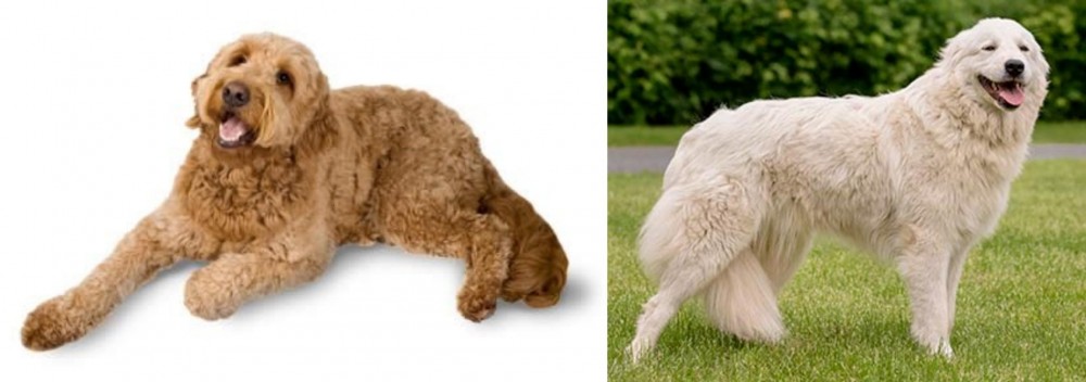 Maremma Sheepdog vs Golden Doodle - Breed Comparison