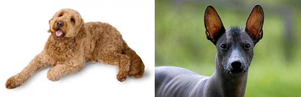 Mexican Hairless vs Golden Doodle - Breed Comparison