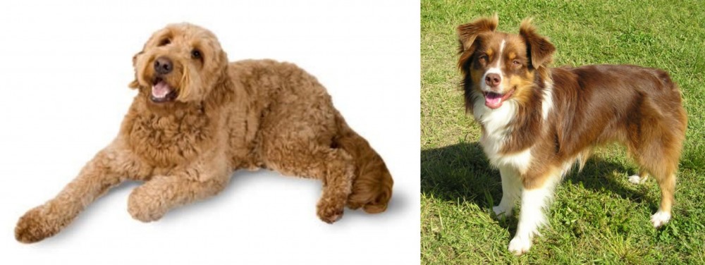 Miniature Australian Shepherd vs Golden Doodle - Breed Comparison