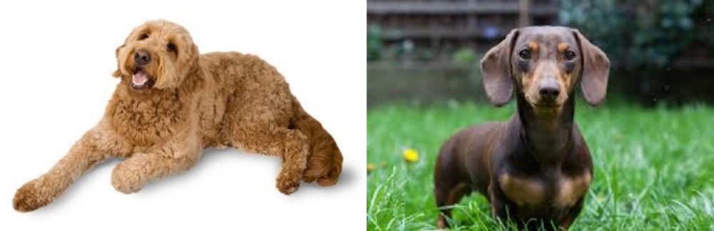 Miniature Dachshund vs Golden Doodle - Breed Comparison