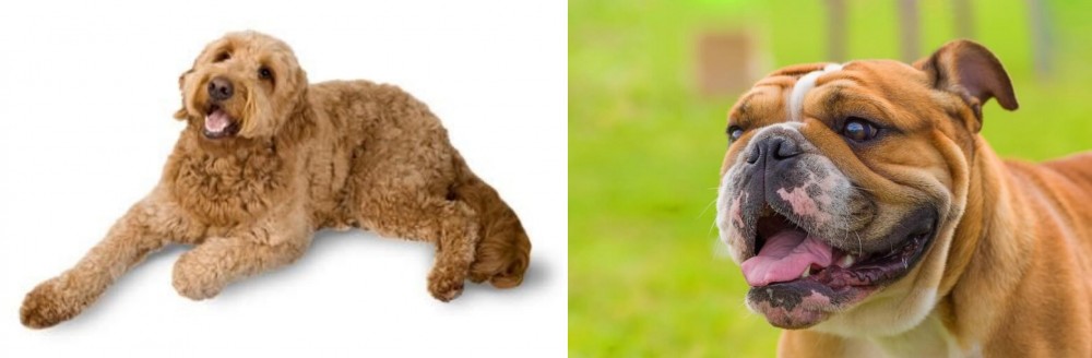 Miniature English Bulldog vs Golden Doodle - Breed Comparison