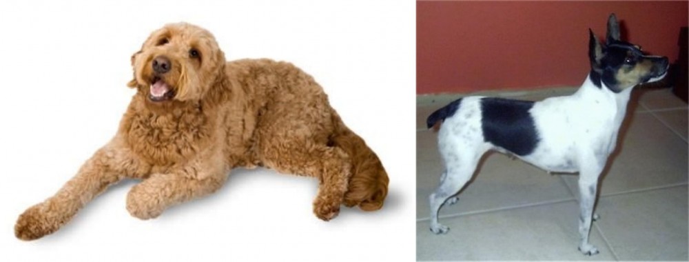 Miniature Fox Terrier vs Golden Doodle - Breed Comparison