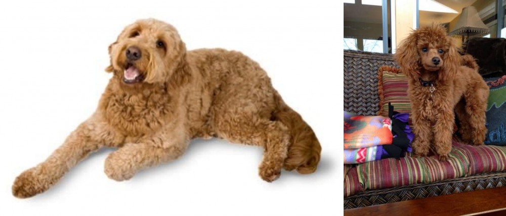 Miniature Poodle vs Golden Doodle - Breed Comparison