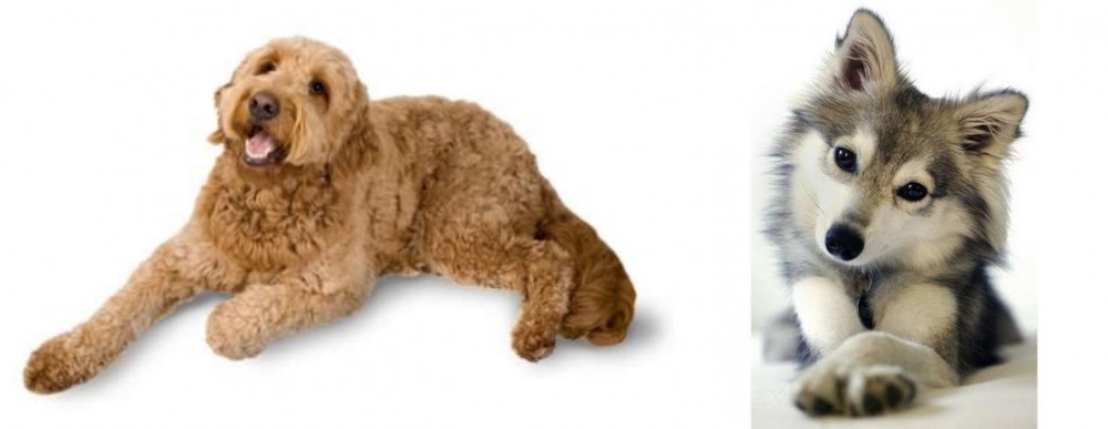 Miniature Siberian Husky vs Golden Doodle - Breed Comparison