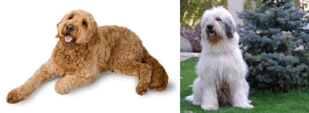 Mioritic Sheepdog vs Golden Doodle - Breed Comparison