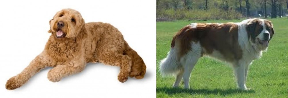 Moscow Watchdog vs Golden Doodle - Breed Comparison