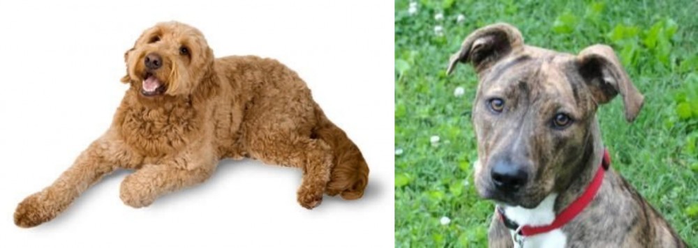 Mountain Cur vs Golden Doodle - Breed Comparison