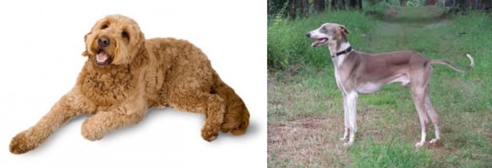 Mudhol Hound vs Golden Doodle - Breed Comparison