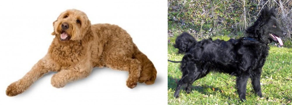 Mudi vs Golden Doodle - Breed Comparison