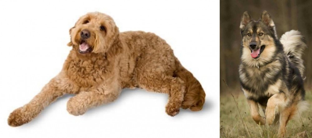 Native American Indian Dog vs Golden Doodle - Breed Comparison