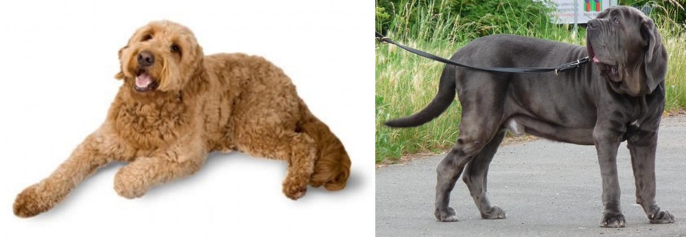 Neapolitan Mastiff vs Golden Doodle - Breed Comparison