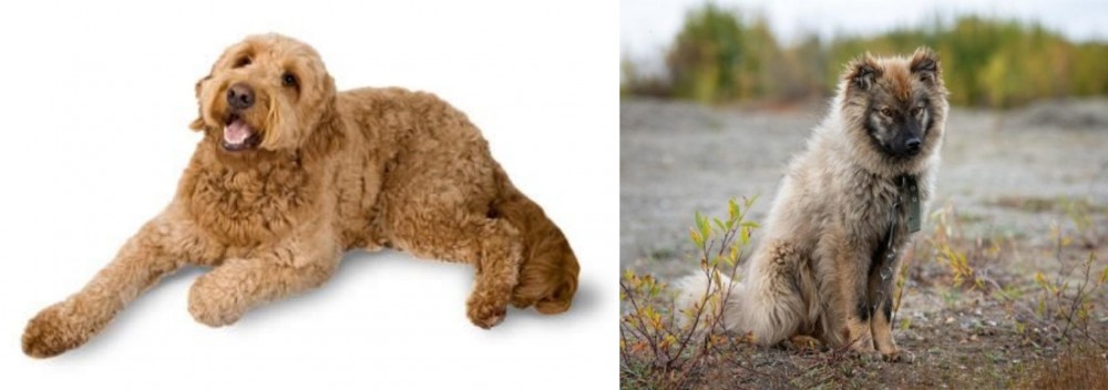 Nenets Herding Laika vs Golden Doodle - Breed Comparison
