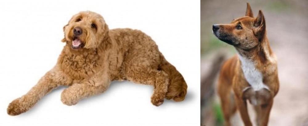 New Guinea Singing Dog vs Golden Doodle - Breed Comparison