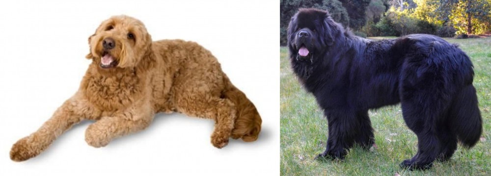 Newfoundland Dog vs Golden Doodle - Breed Comparison