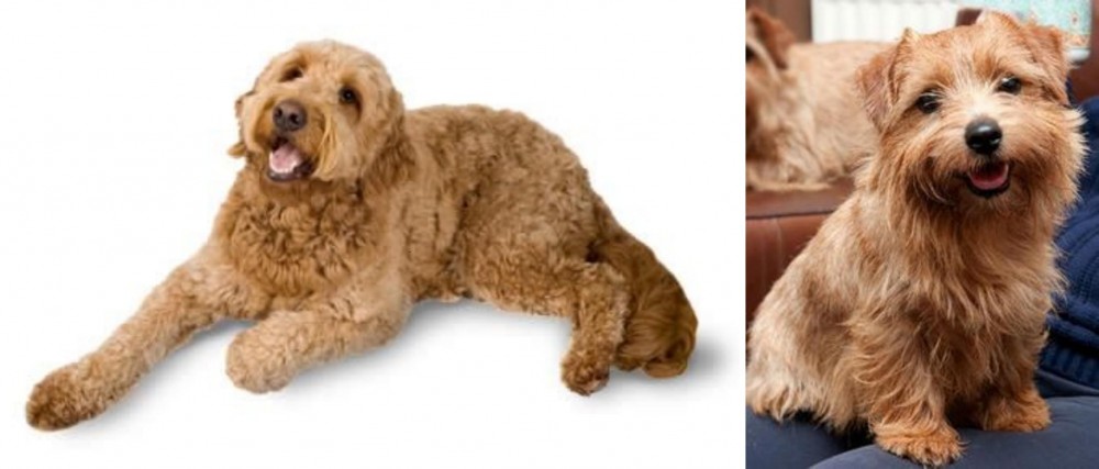 Norfolk Terrier vs Golden Doodle - Breed Comparison
