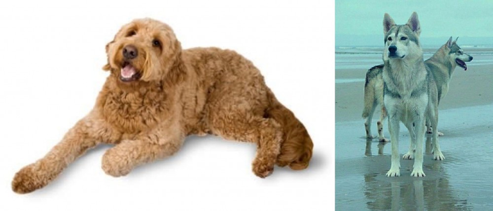 Northern Inuit Dog vs Golden Doodle - Breed Comparison