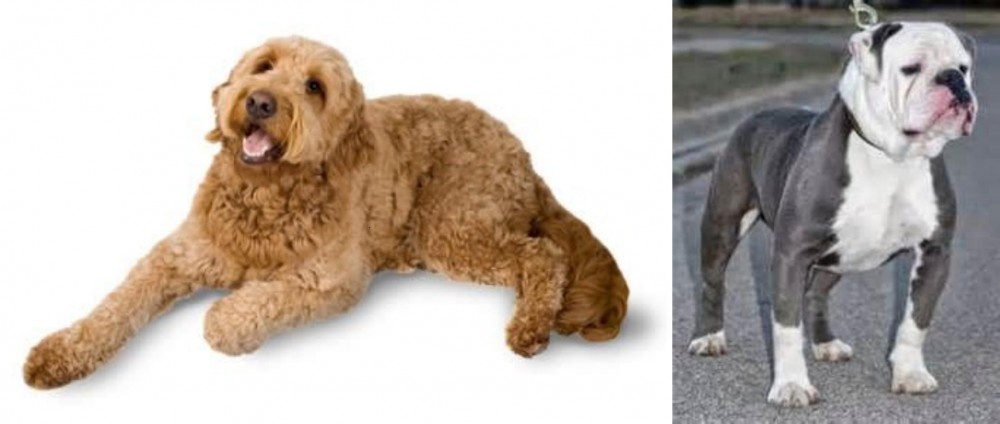 Old English Bulldog vs Golden Doodle - Breed Comparison