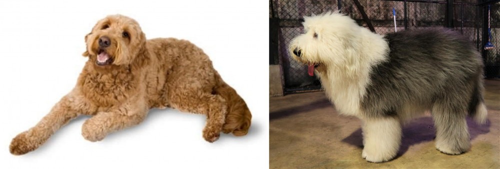 Old English Sheepdog vs Golden Doodle - Breed Comparison