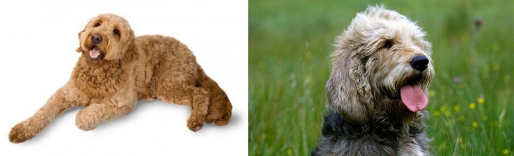 Otterhound vs Golden Doodle - Breed Comparison