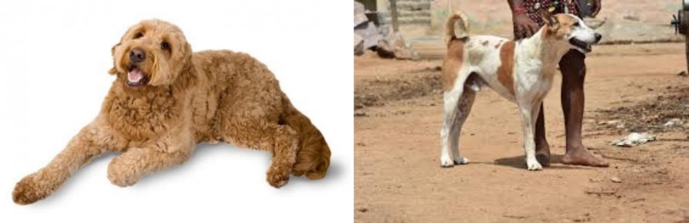 Pandikona vs Golden Doodle - Breed Comparison