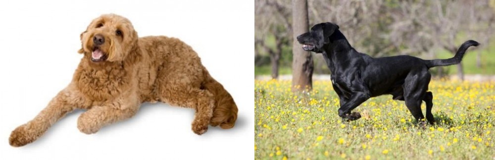 Perro de Pastor Mallorquin vs Golden Doodle - Breed Comparison