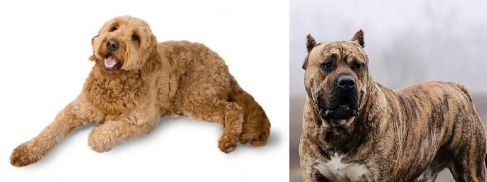Perro de Presa Canario vs Golden Doodle - Breed Comparison
