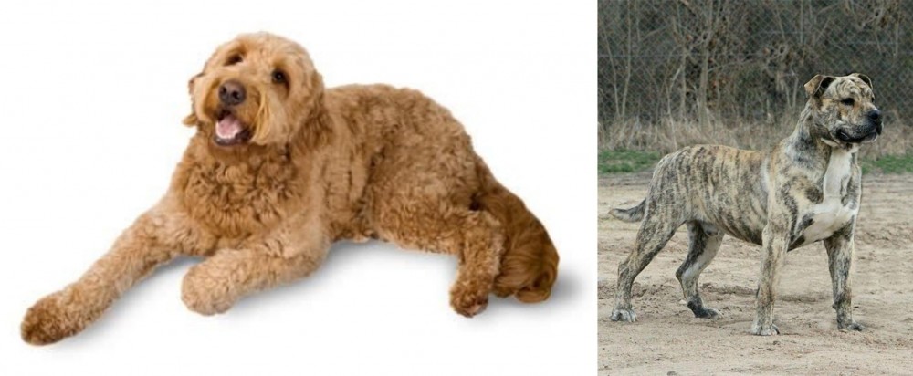 Perro de Presa Mallorquin vs Golden Doodle - Breed Comparison