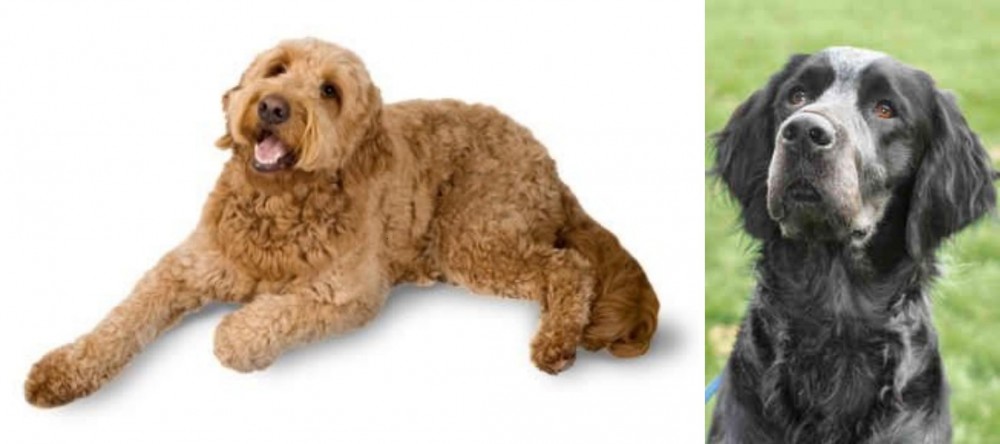 Picardy Spaniel vs Golden Doodle - Breed Comparison