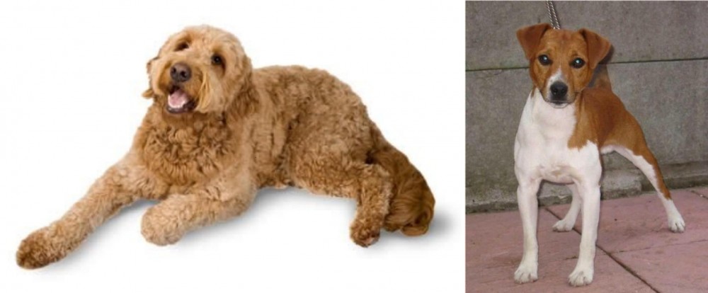 Plummer Terrier vs Golden Doodle - Breed Comparison