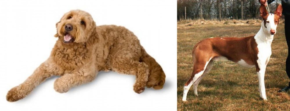 Podenco Canario vs Golden Doodle - Breed Comparison