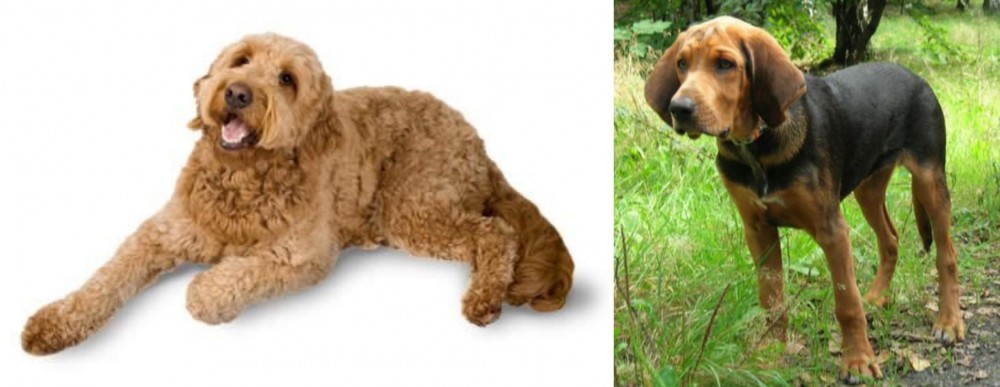 Polish Hound vs Golden Doodle - Breed Comparison