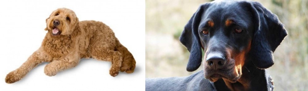 Polish Hunting Dog vs Golden Doodle - Breed Comparison