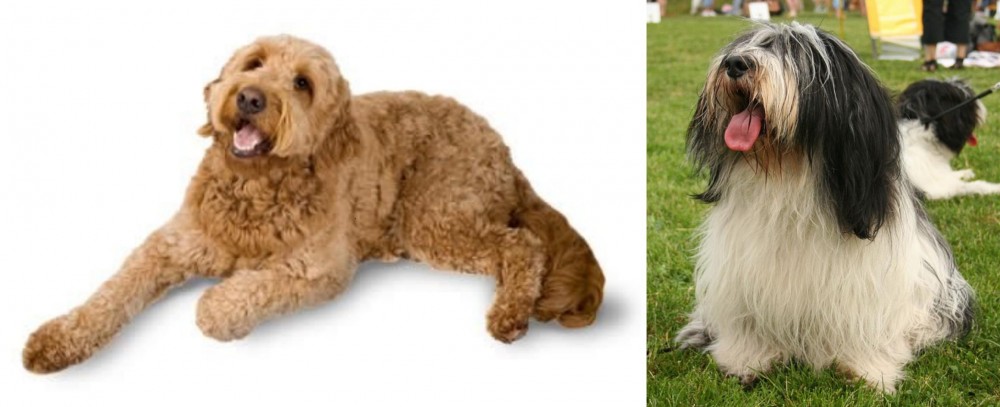 Polish Lowland Sheepdog vs Golden Doodle - Breed Comparison