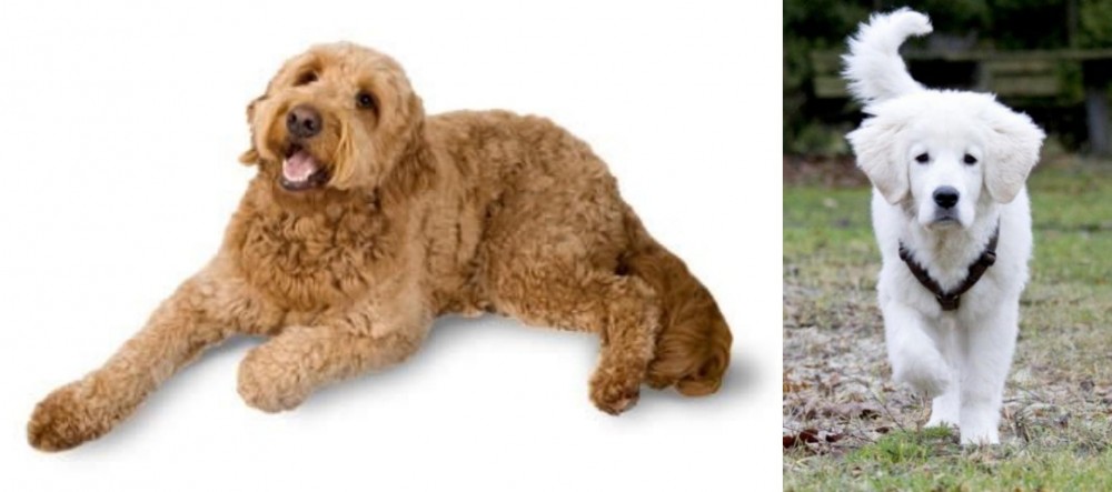 Polish Tatra Sheepdog vs Golden Doodle - Breed Comparison