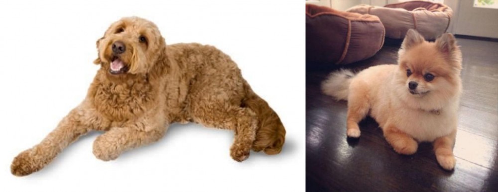 Pomeranian vs Golden Doodle - Breed Comparison
