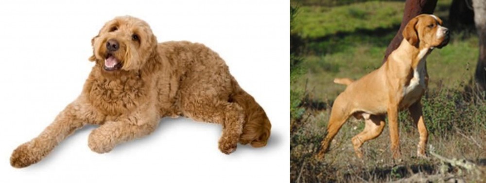 Portuguese Pointer vs Golden Doodle - Breed Comparison
