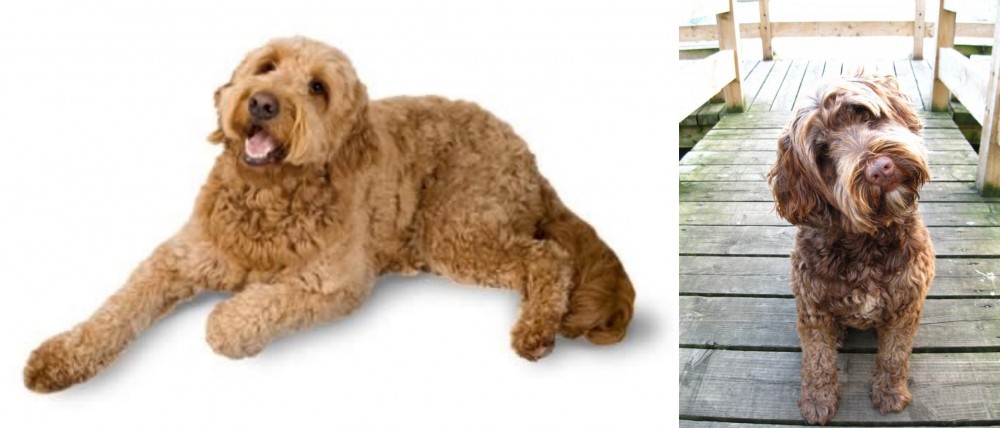 Portuguese Water Dog vs Golden Doodle - Breed Comparison