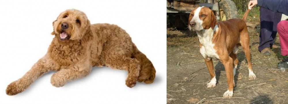Posavac Hound vs Golden Doodle - Breed Comparison
